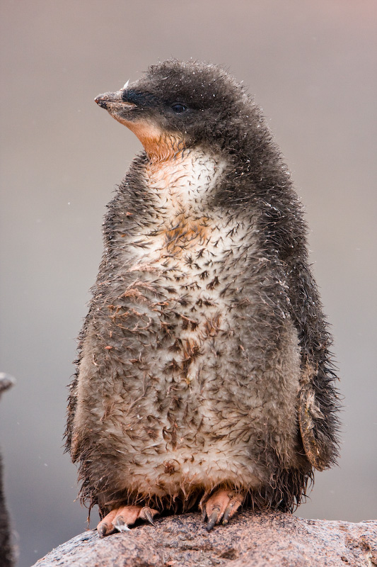 Adélie Penguin Chick